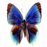 Unique Multi Coloured Butterfly photo sculptures