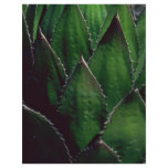 Unique Plants In Desert flyers