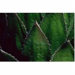 Unique Plants In Desert photo sculptures
