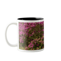 United States; South Carolina; Charleston; Mug