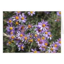 Unknown aster, Sequoia National Park Cards
