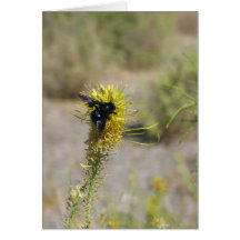 Unknown flower and insect, Death Valley Greeting Cards