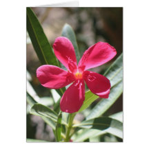 Unknown flower, Death Valley Card