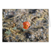 Unknown flower, Death Valley National Park Greeting Card