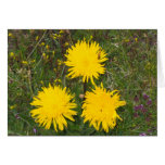 Unknown flowers, Alpe di Siusi, Italy Greeting Cards