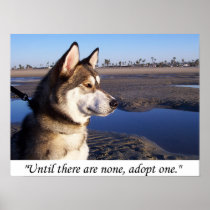 Until there are none, adopt one