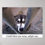 Until there are none, adopt one (watercolor) posters