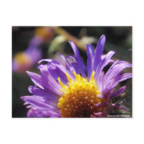 Untitled Aster Number 10 Post Cards