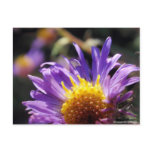 Untitled Aster Number 10 postcards