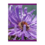 Untitled Aster Number 11 Postcards
