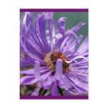 Untitled Aster Number 11 postcards
