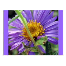 Untitled Aster Number 1 Post Cards
