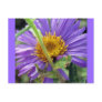 Untitled Aster Number 1 Post Cards
