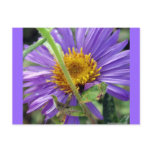 Untitled Aster Number 1 postcards