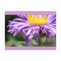 Untitled Aster Number 2 Postcards