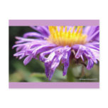 Untitled Aster Number 2 postcards