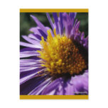 Untitled Aster Number 3 postcards