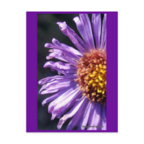 Untitled Aster Number 4 Post Card