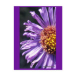 Untitled Aster Number 4 postcards