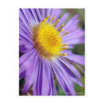 Untitled Aster Number 5 Post Card