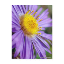 Untitled Aster Number 5 Post Card
