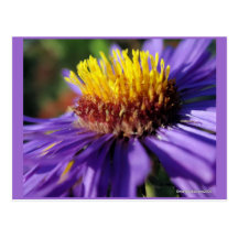 Untitled Aster Number 6 Post Card
