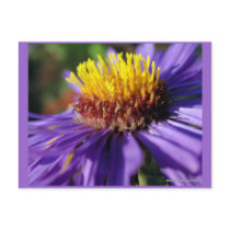Untitled Aster Number 6 Post Card