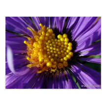 Untitled Aster Number 8 Post Card