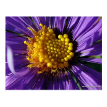 Untitled Aster Number 8 Post Card