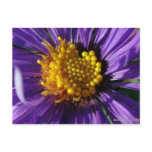 Untitled Aster Number 8 Post Card