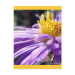 Untitled Aster Number 9 Postcards