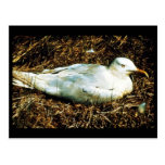Untitled Post Cards