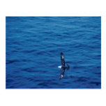 Untitled Post Cards