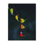 Untitled Postcard