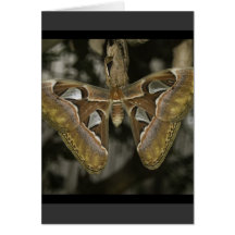 Unusual Moth Greeting Card