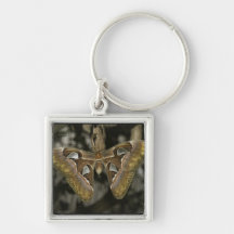 Unusual Moth Keychain