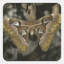 Unusual Moth Sticker