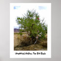 Unwanted Undies: The Bra Bush poster posters
