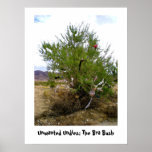 Unwanted Undies: The Bra Bush poster posters