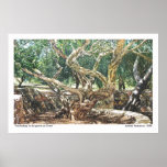 Unwinding In The Grove On Crete Poster