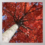 Up a Tree Poster