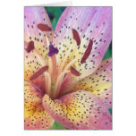 Up Close and Lilyfied cards