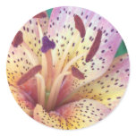 Up Close and Lilyfied stickers