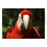 Up Close and Personal Scarlet Macaw cards