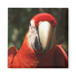 Up Close and Personal Scarlet Macaw magnets