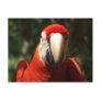 Up Close and Personal Scarlet Macaw Postcard
