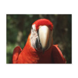 Up Close and Personal Scarlet Macaw postcards