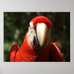 Up Close and Personal Scarlet Macaw Poster