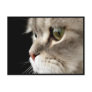 Up-Close Kitty Post Card
