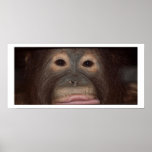 Up Close with Orangutans